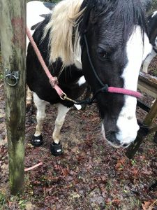 Tender soles Cavallo ELB Horse Hoof Boots hoof rehab