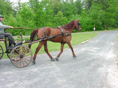 The Truth about Carriage Horses