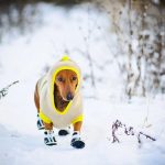 winter-dog-163844-high-quality-and