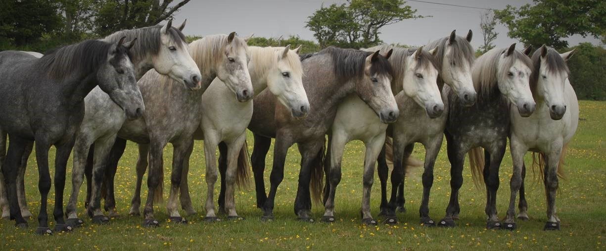 Image of Emma Massingale's 9 horses standing together in a field with their Cavallo Trek Boots on