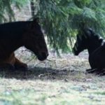 Image of Carole Herder's horses Slash and Dot laying down together in the winter months.