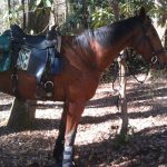 Image of Dawn Wick's horse wearing Cavallo Hoof boots on a ride.