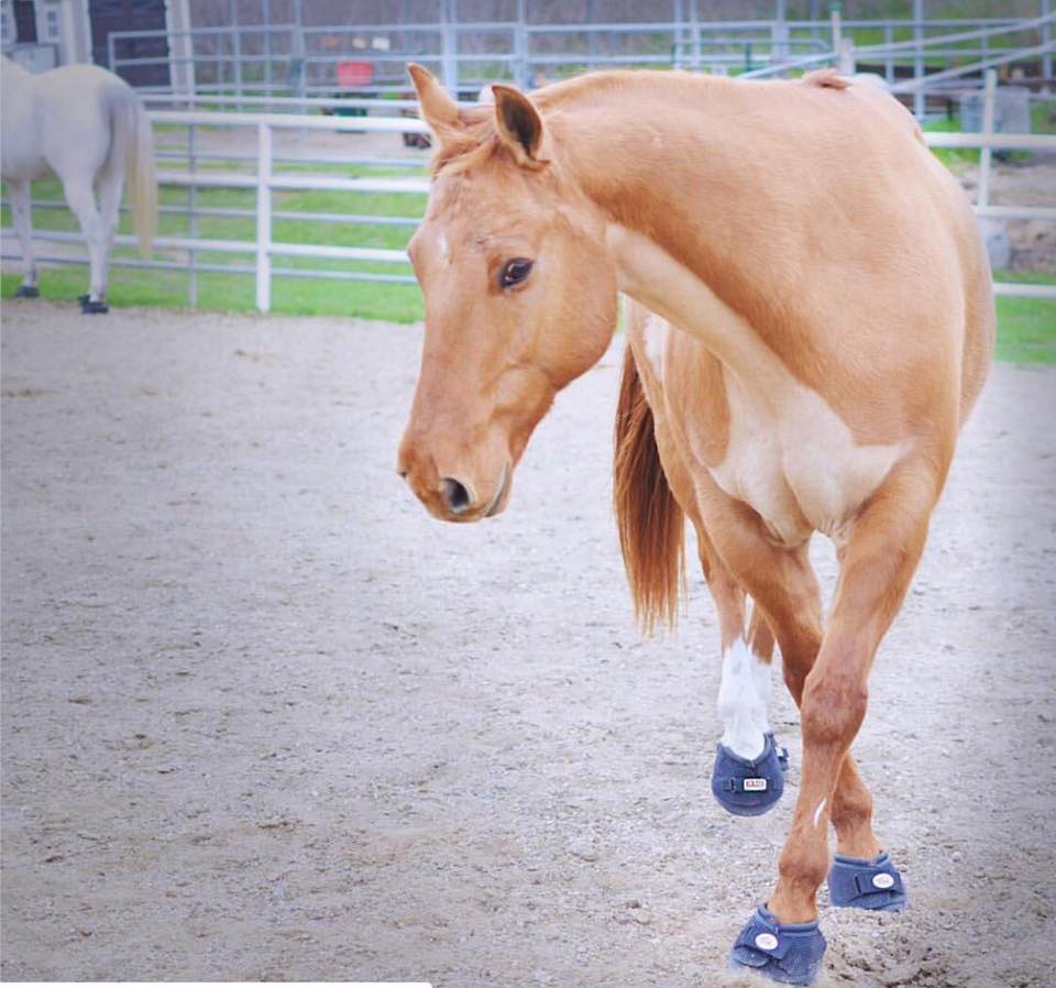 Image of a horse with Cavallo Hoof Boots on.