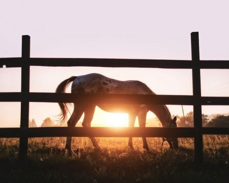 Assist Your Horse Through Season Change #1 – Seasonally Affected