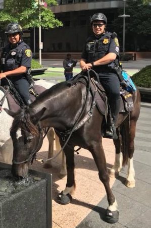 Houston Mounted Police using Cavallos