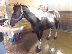Kevin Rasmussen's horse having a shower safely in Cavallo Hoof Boots