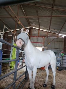 Pickles - a horse at 3 Amigos Equine Rescue, Texas