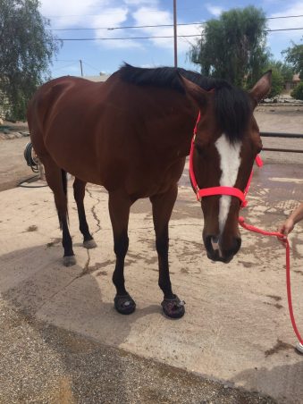 Kahlua rescue horse Cavallo ELB Hoof Boots Comfort Pads