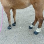 Adam Kittel - Cavallo Hoof Boots Testimonial