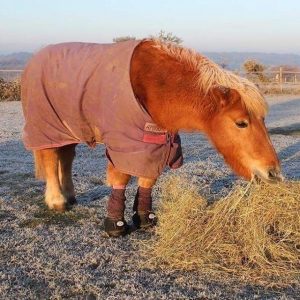 The Laminitis Site Uk - Dolly Shetland Pony