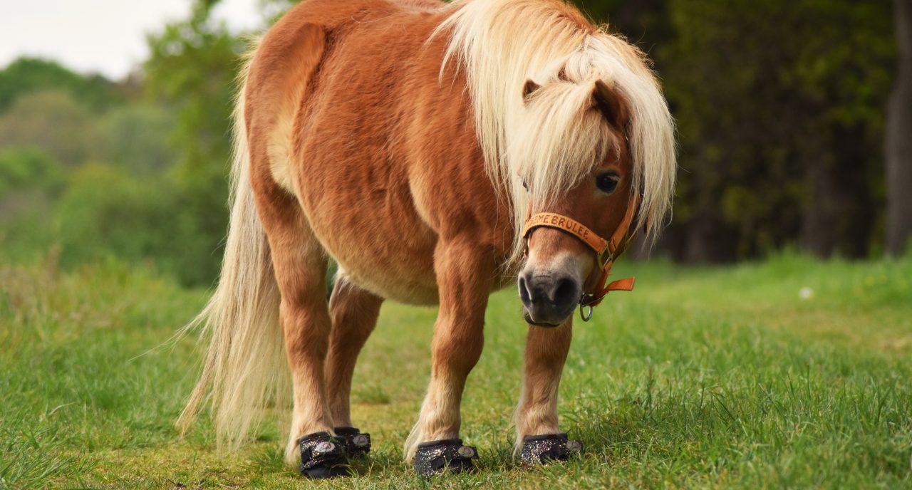 Creme Brulee the Shetland Pony - outstanding in his field!