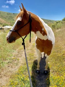 Lena Hylton California - Cavallo Trek Hoof Boot testimonial - Navicular