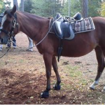 Laura Pope's horse in Cavallo Trek Hoof Boots