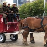 Connie Challice Cavallo BFB Hoof Boots Calgary Stampede Parade 2019
