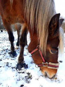 Estonia - Cavallo horse Hoof boots help on hard frozen ground