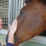 Hope for Life After Laminitis on Horsemanship Radio
