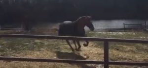 Cavallo Hoof Boots over metal horseshoes
