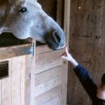 Cavallo and PATH International – A Common Passion