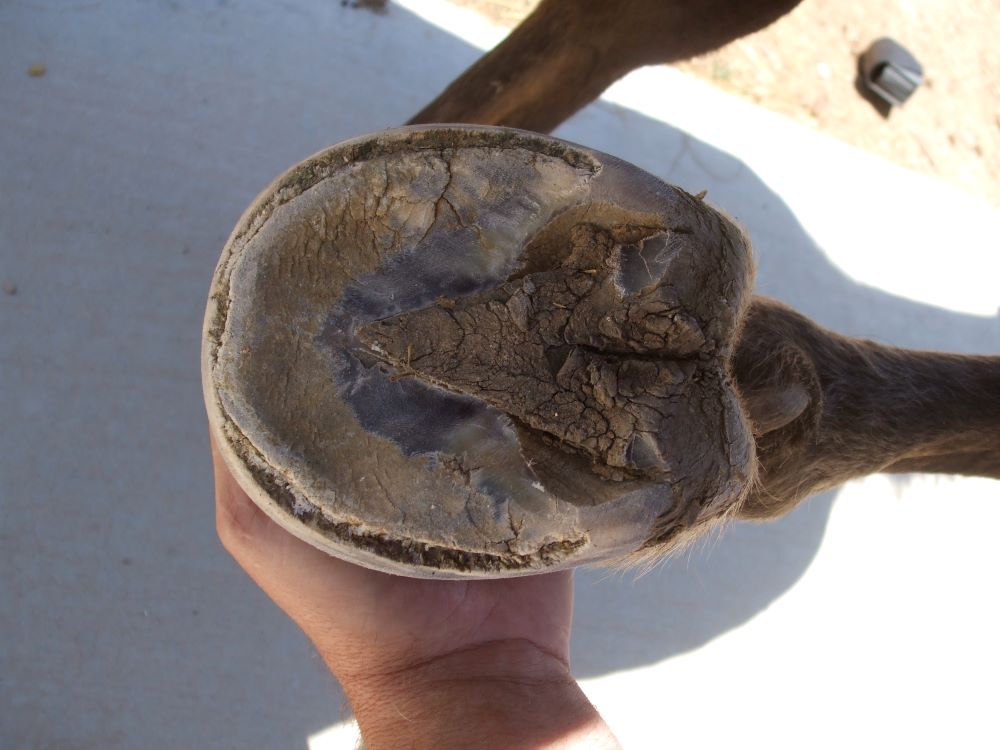 What S All This Talk About White Line Disease Cavallo Can Help