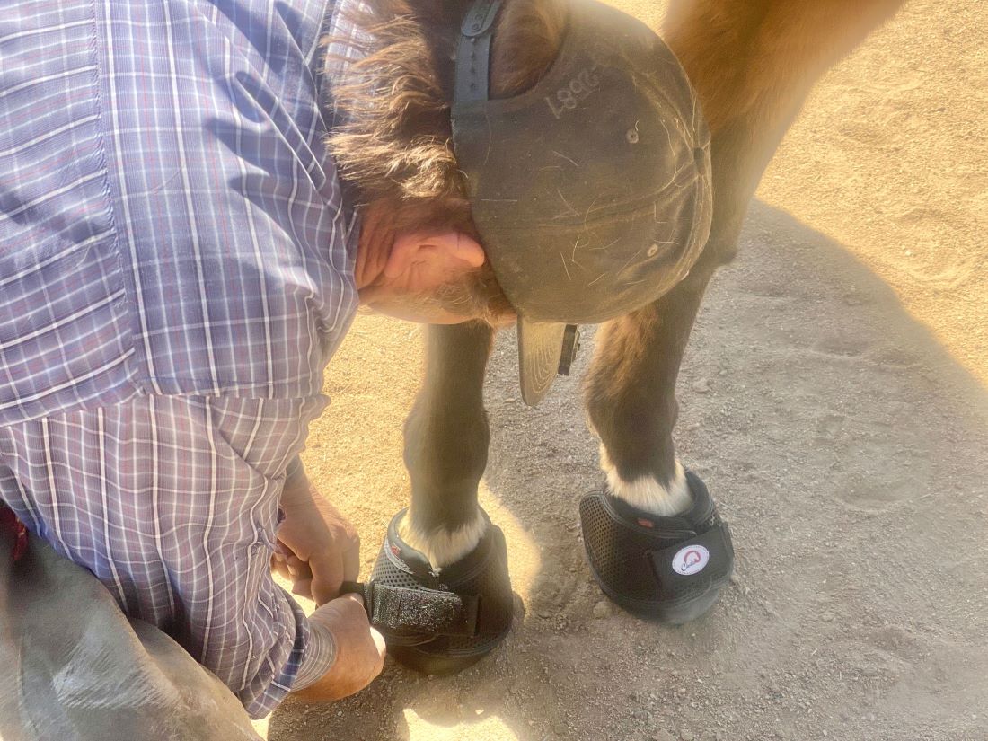 Farrier helps horse go barefoot
