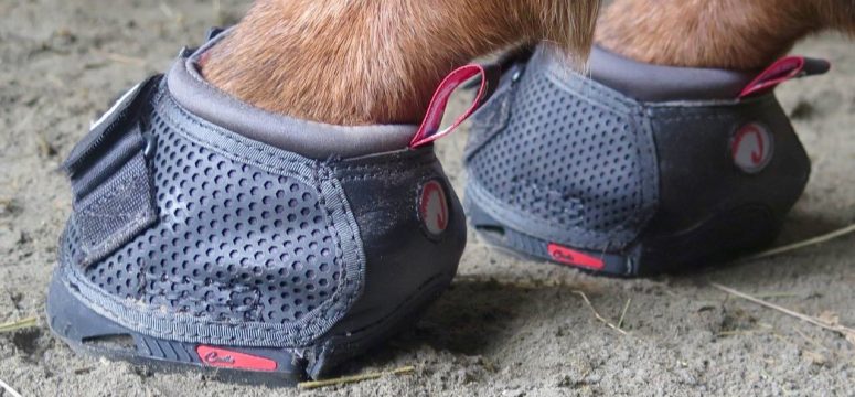 Mules Rocking Cavallo Boots!