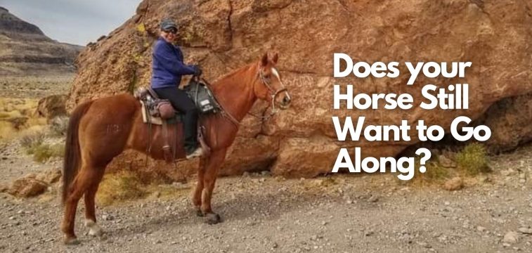 Are you Sure your Horse is Ready for Retirement?