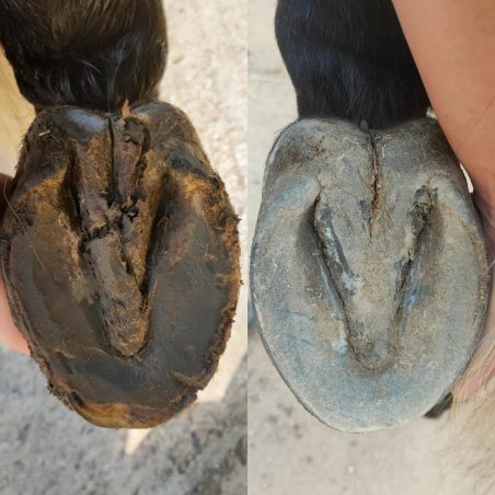 barefoot hoof before and after