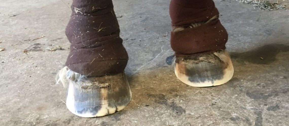 Sue Grice's horse Frodo with Laminitis - Cavallo Hoof Boots